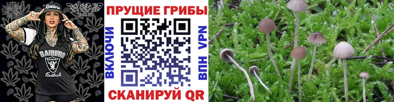 Псилоцибиновые грибы Psilocybe Гаврилов-Ям